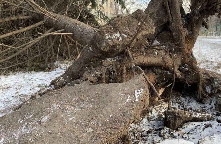 В центре Житомира сильный ветер с корнями вырвал большую елку. ФОТО