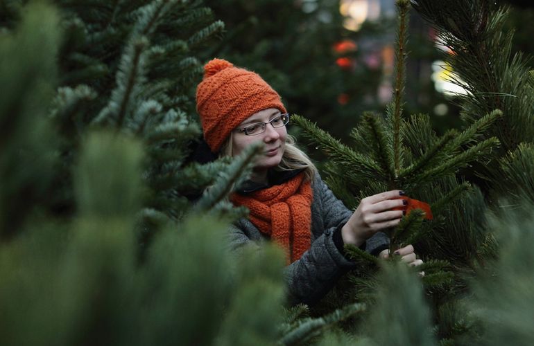 В Житомире начали продавать елочки: сколько стоит живая новогодняя красавица. ВИДЕО