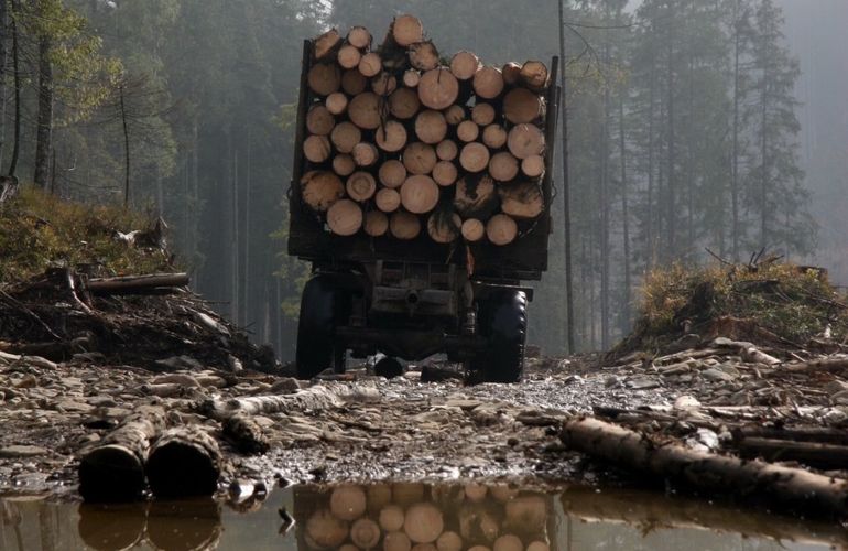 В Житомирской области неизвестные незаконно срубили полторы сотни сосен