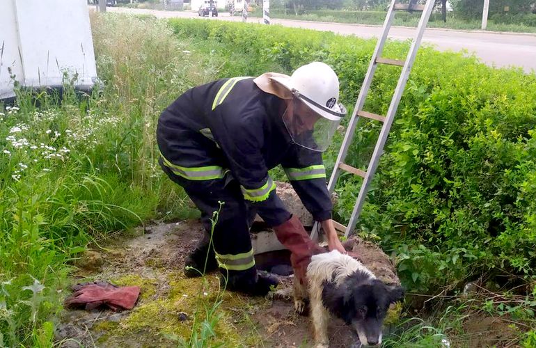На Житомирщине спасли собаку, которая едва не утонула в яме. ФОТО