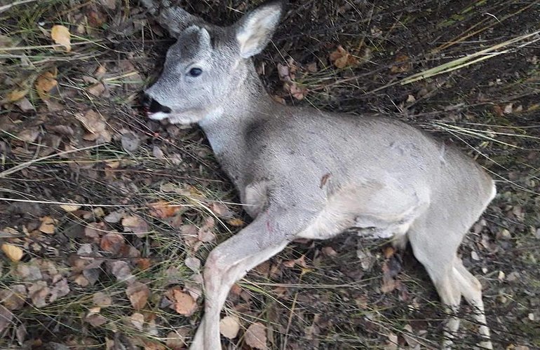 Житомирские браконьеры за убийство косули заплатят 32 тыс. гривен